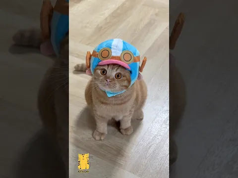 ⭐ Cats Reacting Like You've Never Seen Before! 😲🐾 #shorts #funny #cats