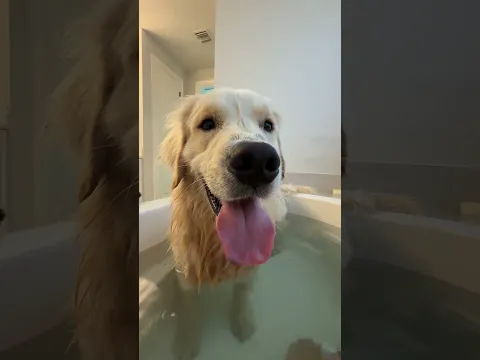 My dog is banned from the bathroom… #dogsofyoutube #dog #dogs #goldenretriever