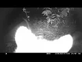 Trailcam 035 Racoon Checks Out Camera!