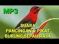 Download Lagu Suara Sepah Raja Gacor ll Masteran dan Pikat Sepah Raja