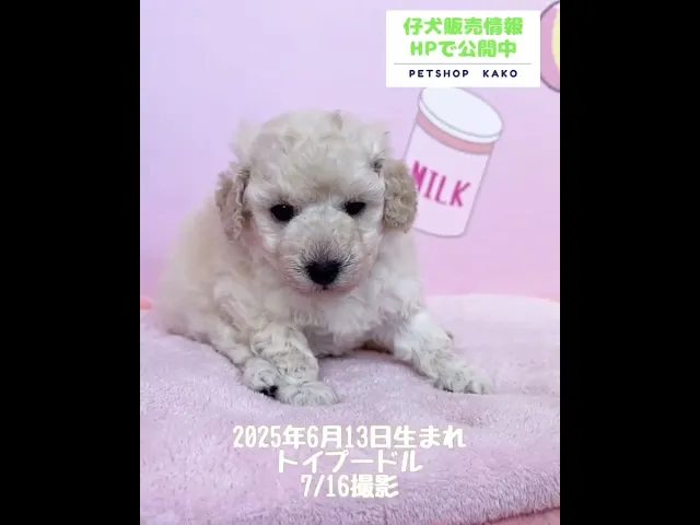 動画