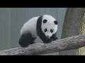 Celebrating 50 Years of Giant Panda Conservation at Smithsonian s National Zoo