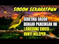Lagu 100% BIRAHI EMOSI NAIK‼️ Pancingan sogon agar bunyi gacor