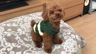 Minute Miles 004 Play Training My Teacup Poodle