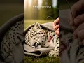 Download Lagu 🐆 We found an injured leopard barely breathing in the wild #TearsAndCourage #wildliferescue