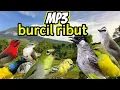 Download Lagu mp3 burcil ribut | pikat burung kecil paling ampuh