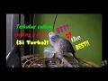 Download Lagu Terkukur calling 2 guk (Si Turbo)