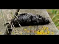 Download Lagu The Valise ft. Filia - Dua Pipit Kecil (Official Lyric Video)