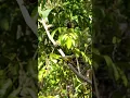 Download Lagu Cara mudah mikat burung sogok #shorts #birds #sogon #pemikat #nature #birdsounds