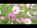 I AM Affirmations ➤ Detaching From Fear, Anxiety and Suffering | Enhance Happiness, Peace, Self Love
