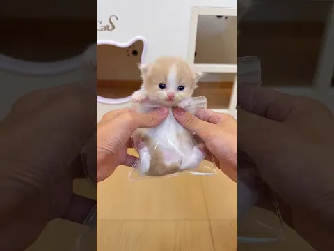 刚入手的小猫捏捏 这手感也太真实了吧 #小奶猫 #万物可爱计划 #百大萌主演技大赏