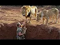 Lagu A Man Rescues a Baby Lion from a Deep Pit - Moments Later, Something Shocking Happens!