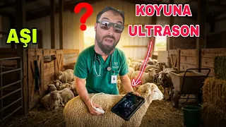 HAMİLE Mİ ? ULTRASON DENEDİK.KOYUN ÖLDÜ..TARLA EKERKEN UYUDU..300 AŞI