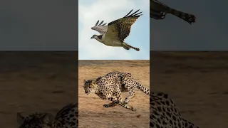 اسرع الحيوانات علي وجه الارض 