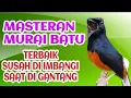 Lagu masteran murai batu terbaik suara jernih mudah ditiru