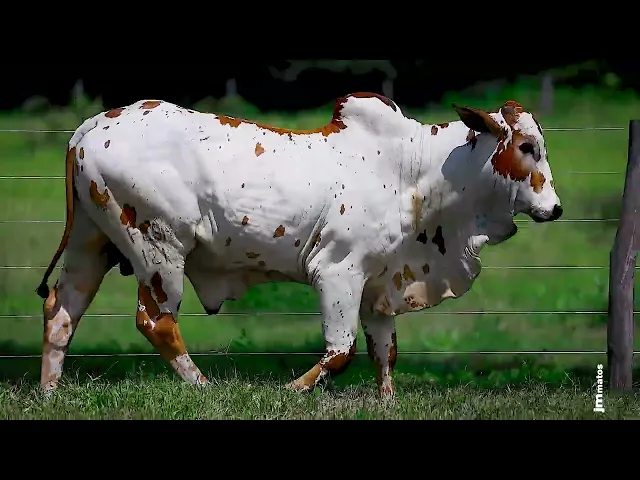 Touro Nelore FESN - 121