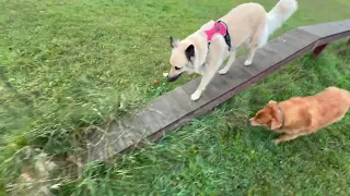 Something scares my Dog? What is the reason?