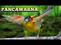 Download Lagu Mengenal burung pancawarna.