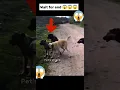 Download Lagu real gang war dog video | street dog fight video| #shorts #dog #dogfight #dogs #fight #barking