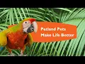 Find Loving Pets at Petland Knoxville