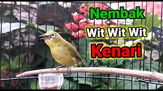 Download Pleci Nembak Wit Wit Kenari MP3