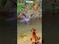 Download Lagu De HOND blafte toen hij zag dat de VOS gemeen deed tegen de BOSEEND #dieren #shorts