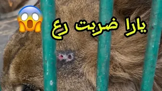                                                                                                   دندنها