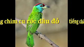 Download Tiếng chim cu rốc đầu đỏ -Blue-throated_Barbet -hoàng kiên vlog MP3