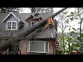 Download Lagu Dangerous Idiots Tree Felling With Chainsaw, Big Tree Removal Fails Falling On Houses