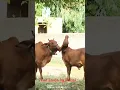 Download Lagu Mother Cow Love With Calf 🐄❤️#animals #ytshorts #shortvideo #explore #villagelife