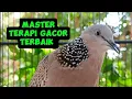 Download Lagu SUARA BURUNG TEKUKUR TERAPI GACOR PALING AMPUH