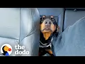 Rescue Dog Ends Up With An Entire Family Who Looks Just Like Her The Dodo