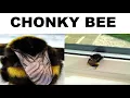 BUG MEMES
