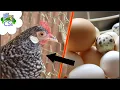 Can you Feed Eggshells to Hens Yes here s how