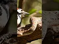 Download Lagu Aneh!!! Ular derik tanpa perlawanan dipatuk burung pelatuk! #funnyvideo #woodpecker #burungpelatuk