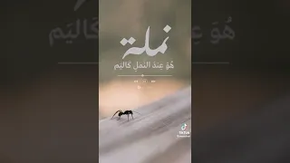 كانت النملة تمشي مرة تحت المقطم  أسامة الواعظ دندنها