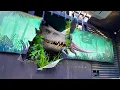 Download Lagu Jurassic World The Ride at Universal Studios Hollywood | 4K POV 60fps