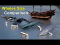 Whales Size Comparison Biggest Whales Size Comparison Blue Whale Killer Whale Bloop