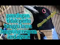 Pancingan cucak biru 100% nyaut,
