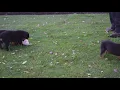 Rottweiler Puppies For Sale