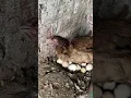 Hen Died While Laying egg!