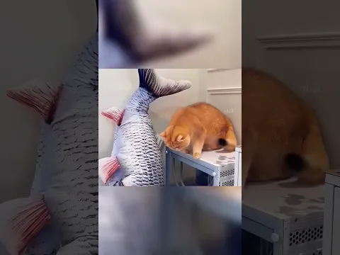 Así ocurrió: ¡Ay, mi pescado!