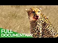 Download Lagu Cheetah – The Price of Speed | Free Documentary Nature