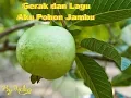Download Lagu Guava Song - Gerak dan Lagu Pohon Jambu versi Aku Teko Kecil