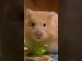 Download Lagu hamster sound