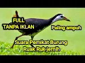 Download Lagu SUARA BURUNG RUAK RUAK PEMIKAT PALING AMPUH ||BURUNG wak wak kareo song brid mp3