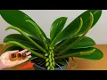 Download Lagu Zet er in de zomer eentje onder elke pot! Bloemloze orchideeën bloeien rijkelijk.