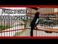 Download Lagu Kacer Gacor Konset Bongkar Isian Buka Ekor Buka Paruh Full Ngekek Panjang