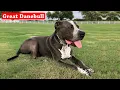 Great Danebull American Pit Bull Terrier Great Dane Mix