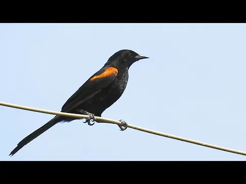 Download MP3 O canto do ENCONTRO (ICTERUS PYRRHOPTERUS), VARIABLE ORIOLE, Rouxinol-da-amazônia,  Inhapim, Melro.